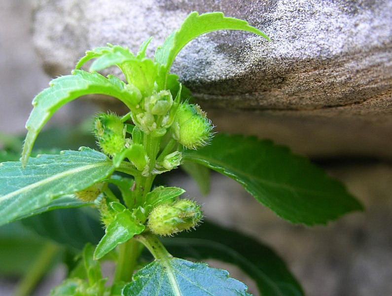 Mercurialis annua / Mercorella comune